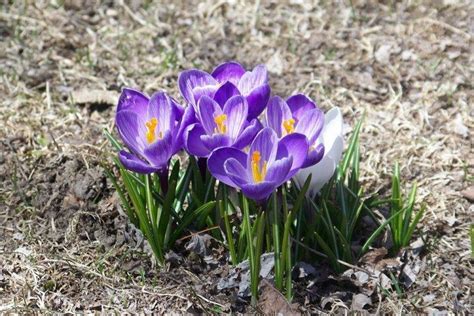 Crocus Photos Types Soins Et Culture