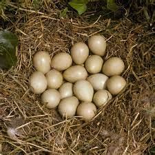 Important properties of edible partridge eggs - شرکت کشت و صنعت و دام کاهو