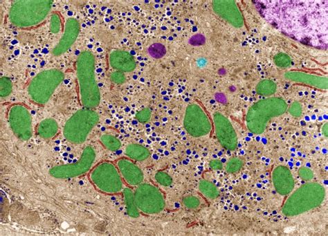sarcoplasmic reticulum tethered mitochondria medical science navigator