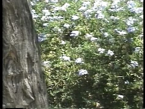 Cameo Porn Videos Porn Star Sex Scenes Xhamster