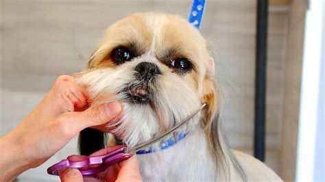 Grooming Guide Shih Tzu Puppy Head Grooming 24 Youtube