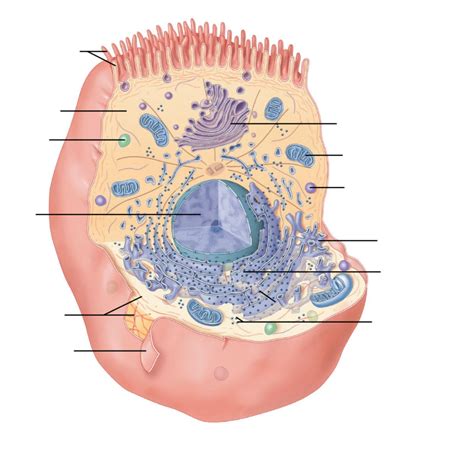 Cell Organelles Diagram Quizlet
