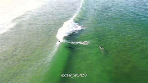 Great White Shark Encounters Surfers 2 Drone Protection Youtube