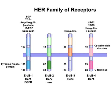 EGFR SIGNALING PATHWAY IN CANCER Flashcards | Quizlet