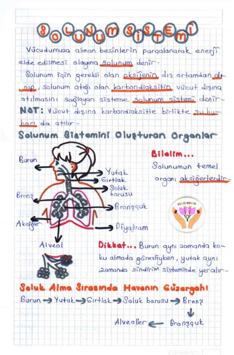 Solunum Sistemi Ders Notu 2