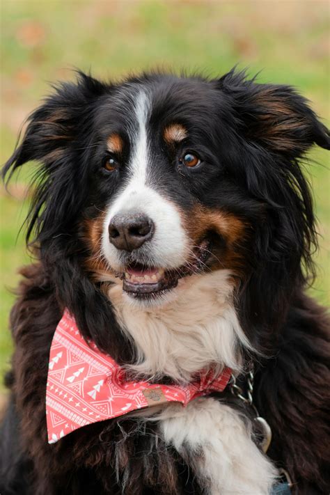 australian shepherd bernese mountain dog mix meet  breed