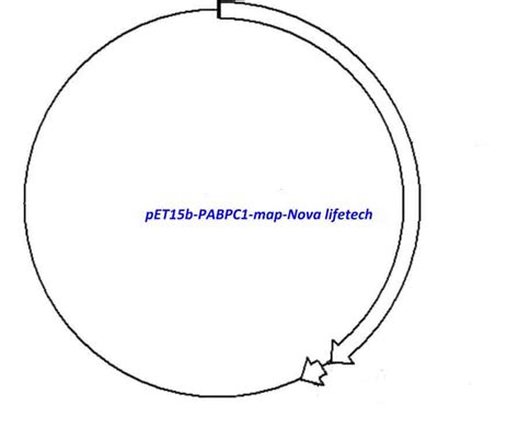 pET15b-PABPC1 plasmid,pET15b-PABPC1,pET15b-PABPC1 plasmid,pET15b-PABPC1 ...