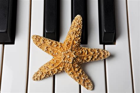 Starfish Piano Photograph By Garry Gay Fine Art America