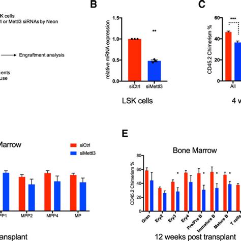 Acute Depletion Of Mettl Leads To A Reversible Defect In Hsc