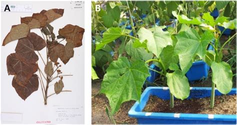 The Specimen And Picture Of The Jatropha Curcas L The Specimen Of J