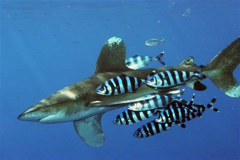 Oceanic Whitetip Shark | Carcharhinus longimanus | Shark Database