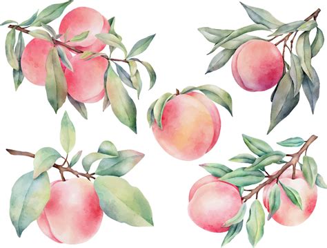 Hand Drawn Watercolor Peaches Set With Green Leaves Isolated On White