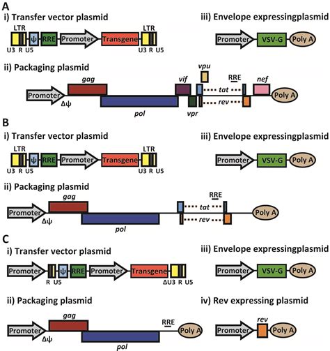 Gene Regulatable Lentiviral Vector System Intechopen