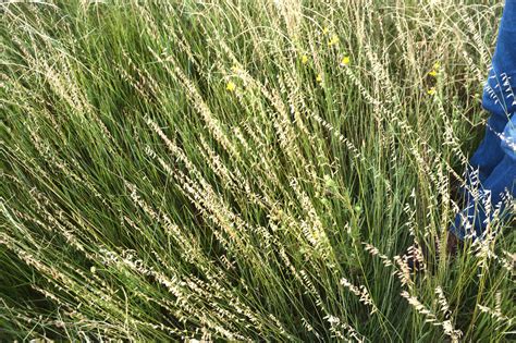 Expert Managing Pastures Doesnt Only Mean Growing Grass Agrilife Today