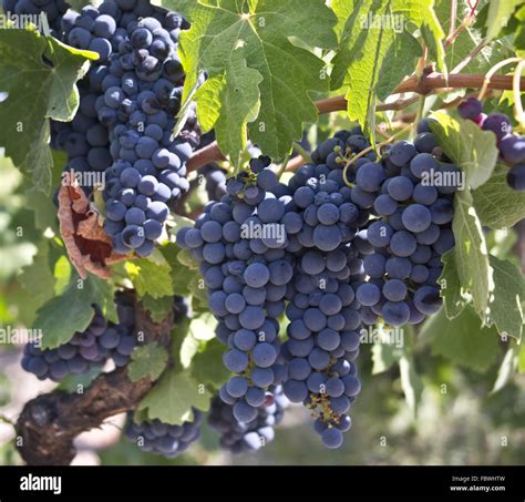 Red Grapes on the Vine Stock Photo - Alamy