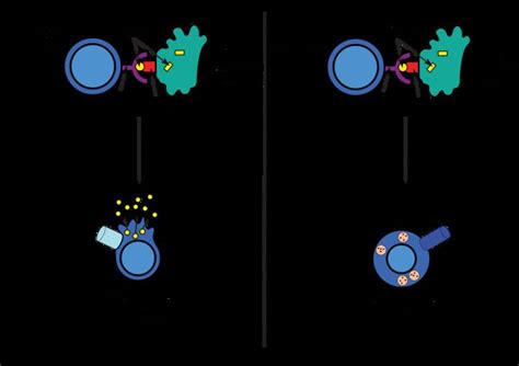 Antigen presentation - Alchetron, The Free Social Encyclopedia