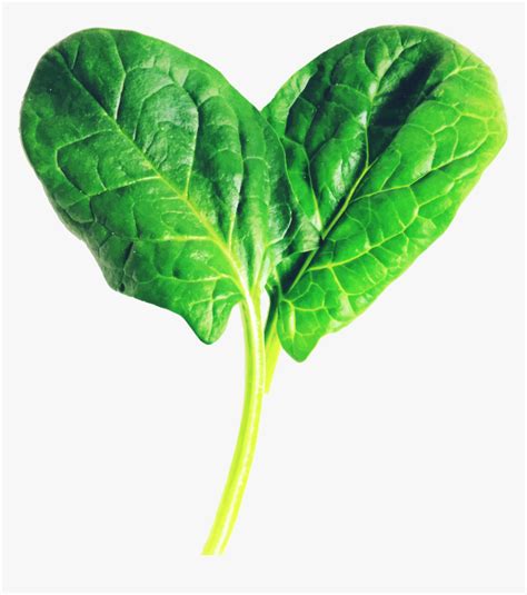 picture   fresh spinach leaf hd png  kindpng