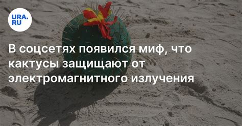 Кактус способен защитить от электромагнитного излучения: миф или правда?