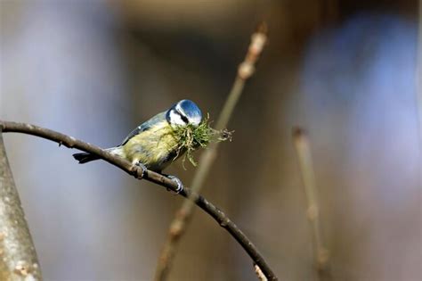 Premium Photo Nesting Blue Tits In The Woods