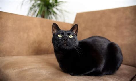 black burmese cat  bombay whats  difference