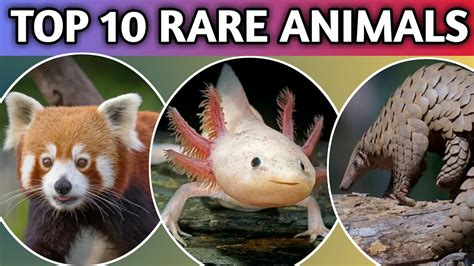 Top 10 Rare Animals In The World Rk Factrology Top 10 Youtube
