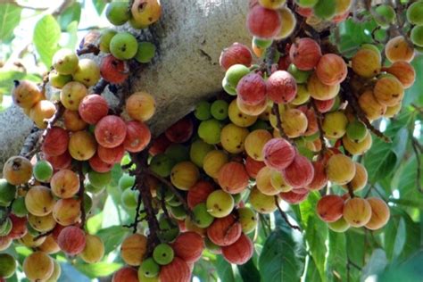 அத்தி மரம் பழம் இலை பாலினால் இவ்வுளவு நன்மைகளா தமிழ்நாடு