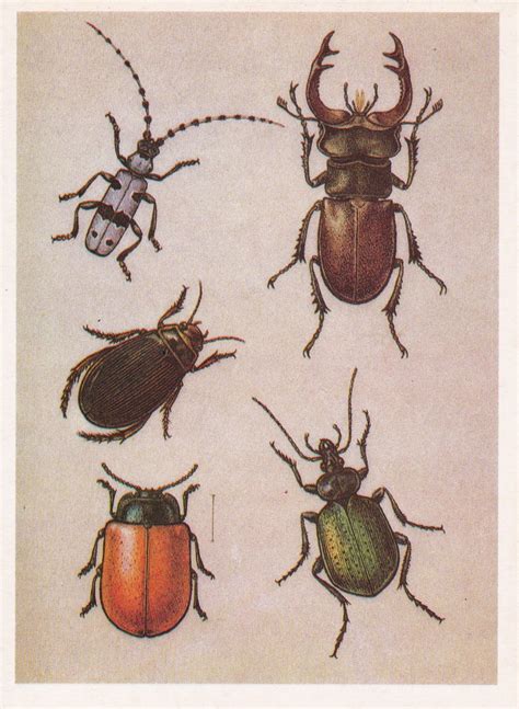 Картинки жуков с названиями (55 фото) - 55 фото