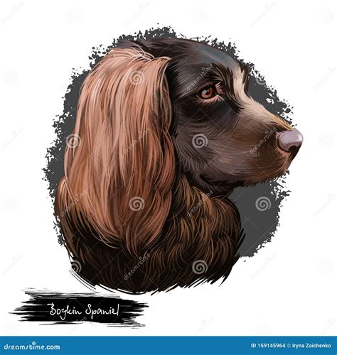 Boykin Cartoons Illustrations And Vector Stock Images 15 Pictures To