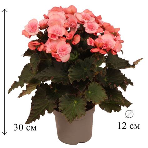 Бегония розовый, 12 дм, 1 шт - купить по выгодной цене в интернет ...