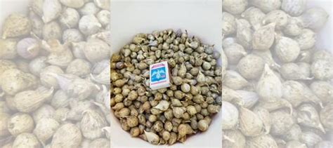 Семена чеснока купить в Октябрьской | Товары для дома и дачи | Авито