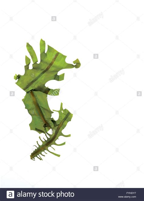 Seaweed Cut Out Stock Photos & Seaweed Cut Out Stock Images - Alamy