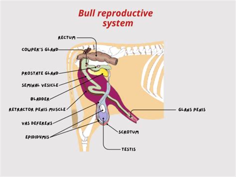 Reproductive System Bundle – Mr. Ag
