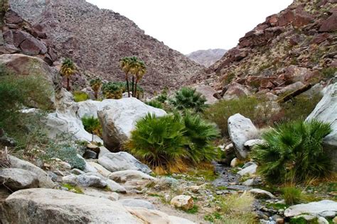 Anza Borrego Palm Canyon Trail Guide | Outdoor SoCal