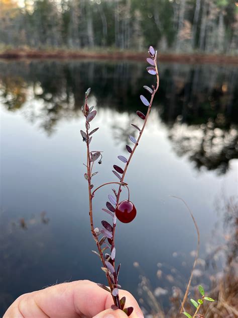 cranberry plant how to grow 7