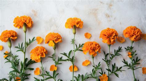 Orange marigold flowers with vibrant petals and green stems in a