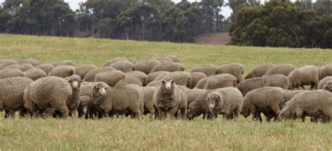 Sheep Farming Made Easy Part Grazing Management Proagri