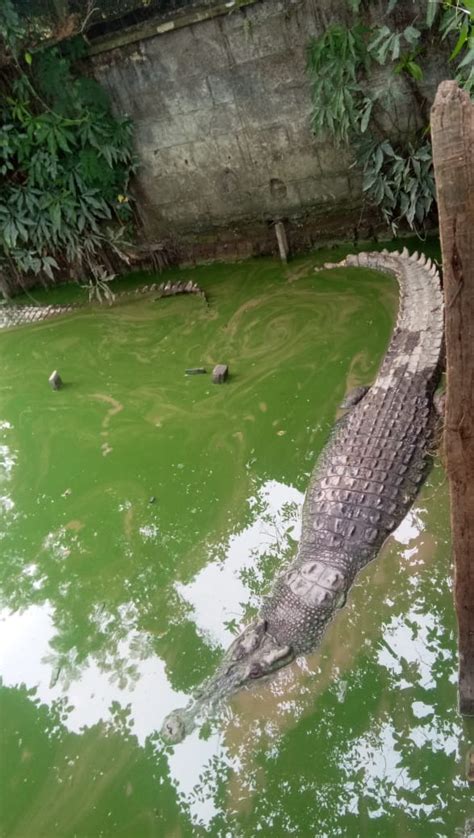 Penangkaran Buaya Teritip Masih Jadi Wisata Yang Asik Bagi Warga