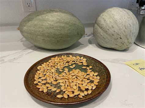 Hopi Pale Gray Squash Seeds Packet Of 10 Etsy