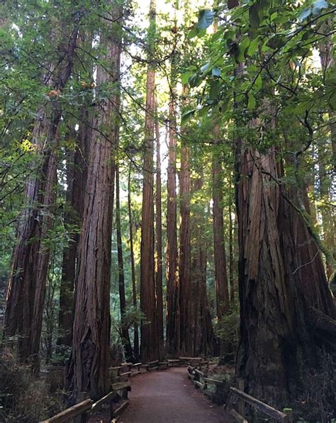Muir Woods National Monument Free Photo Rawpixel