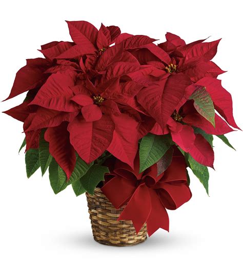 Poinsettia Flower Pictures | Free download on ClipArtMag