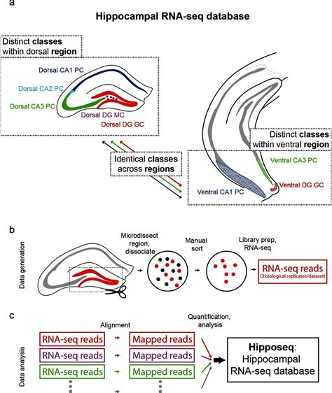 Figures And Data In Hipposeq A Comprehensive Rna Seq Database Of Gene