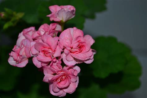 Grainger’s Antique Rose