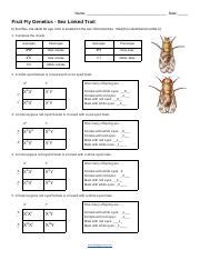 Understanding Fruit Fly Genetics Exploring Sex Linked Traits Course Hero