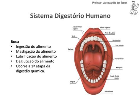 Qual É A Função Da Boca No Sistema Digestório - Boca Do Sistema Digestivo