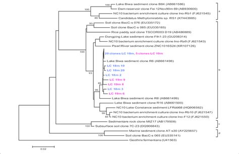 Phylogenetic Assignment Of 16S RRNA Gene Sequences Within The Phylum