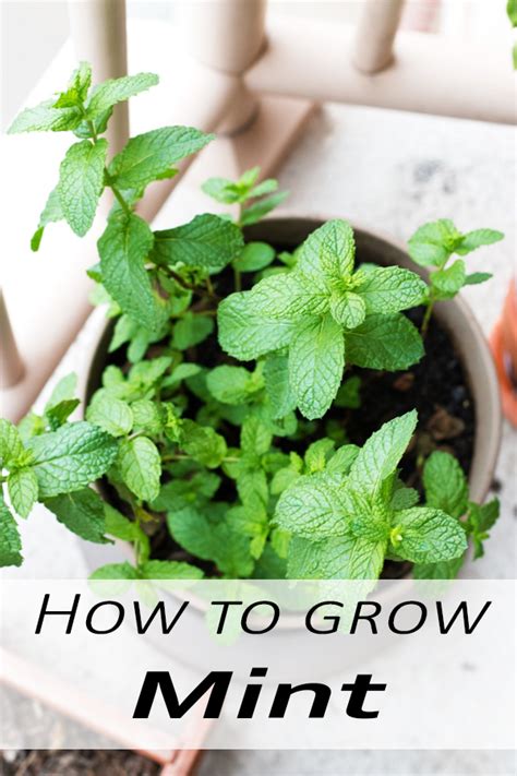 How To Grow Mint