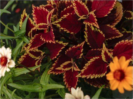 6 сортов колеусов от Кирилла Кветки | Личный опыт (Огород.ru)