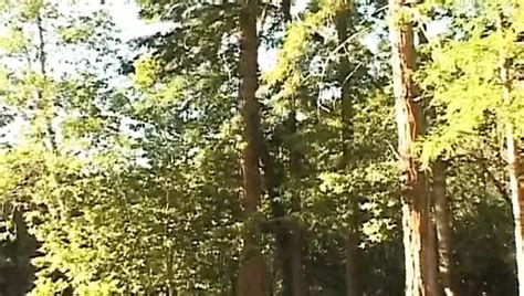 Working Hot Bears Gay Man Man Porn XHamster