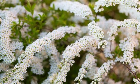 Спирея серая 'Grefsheim' | Купить саженцы по цене от 900 с доставкой в ...