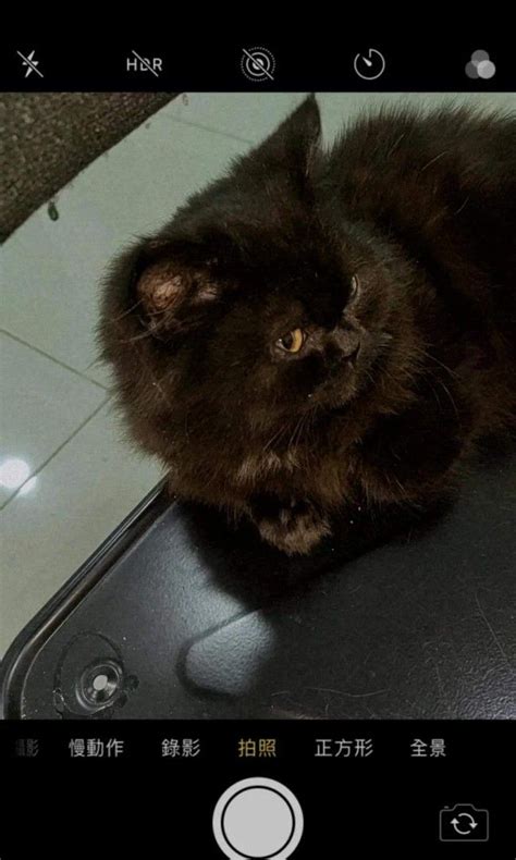 Persian Napoleon Munchkin Mix Looking For On Carousell